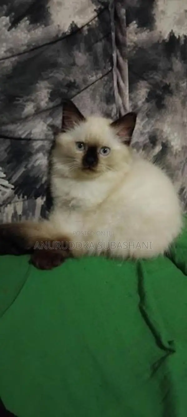 Himalayan Kittens