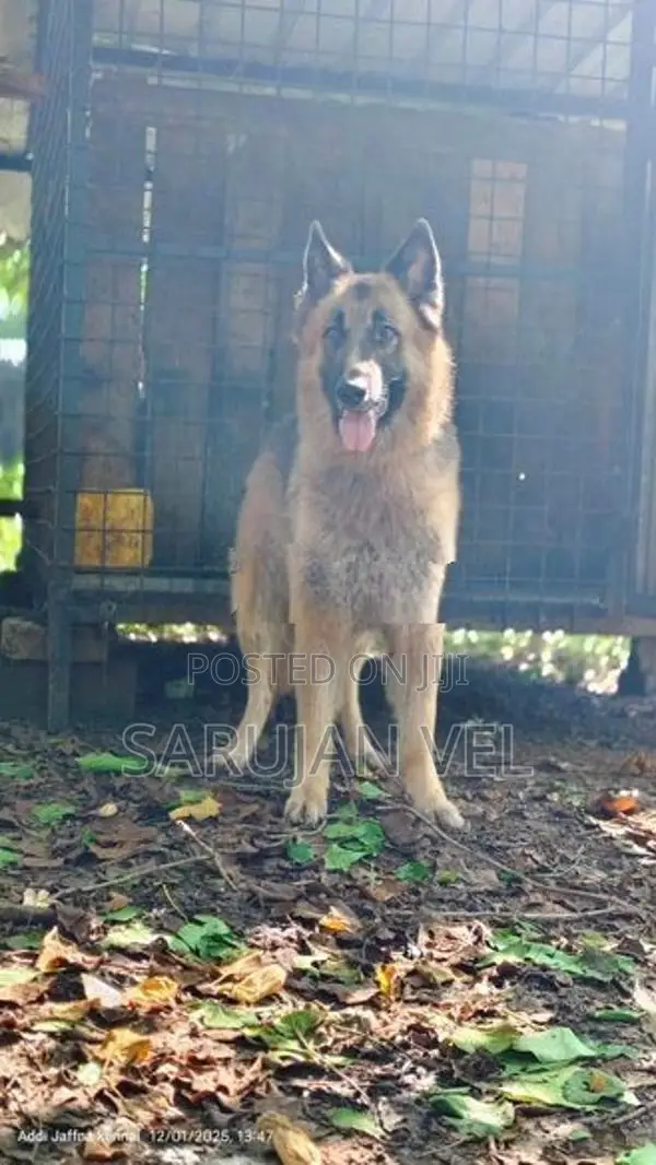 German Shepherd Male