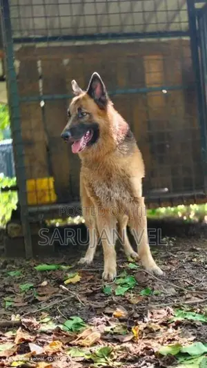German Shepherd Male