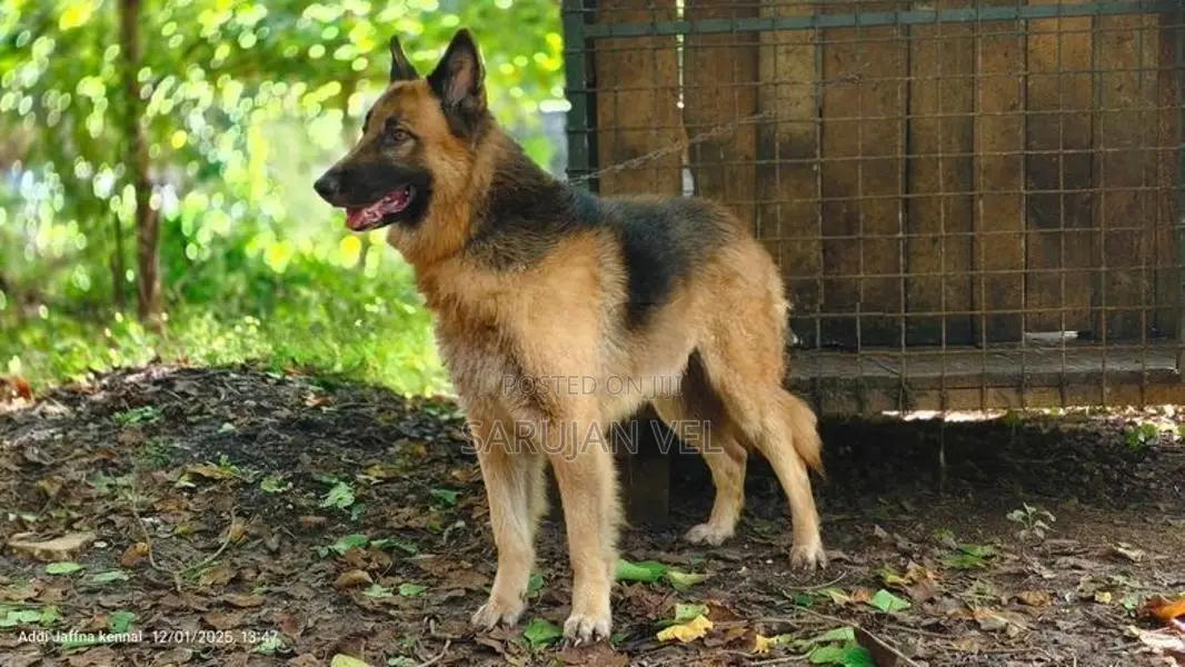 German Shepherd Male