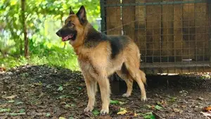 German Shepherd Male