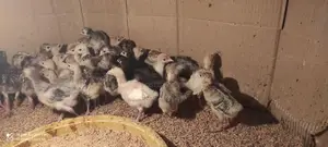 Turkey Chicks
