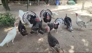 Turkey Chicks