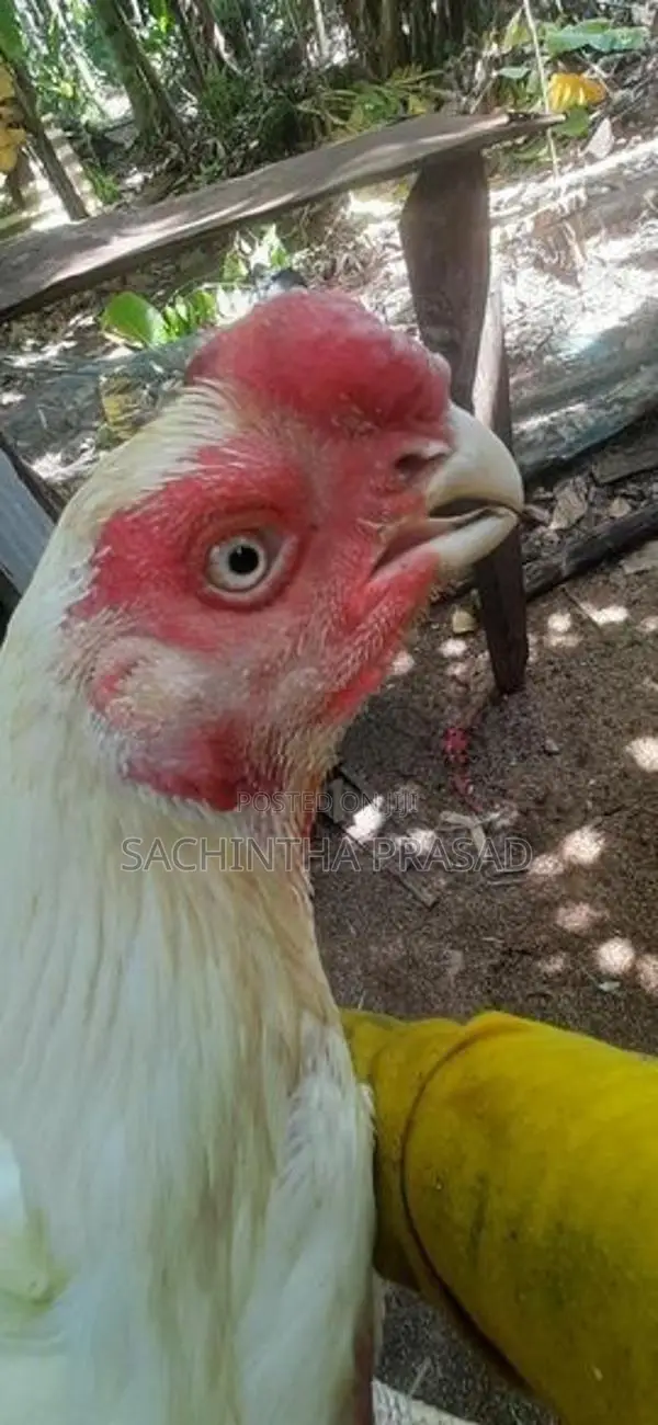 Parrot Beak Rooster