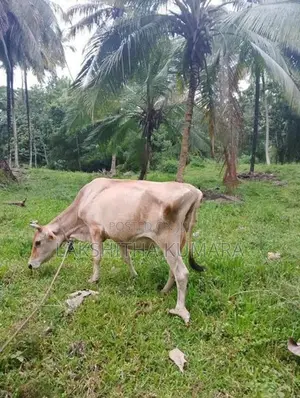 කිරි දොවන සතුන් සහ නෑම්බියන්