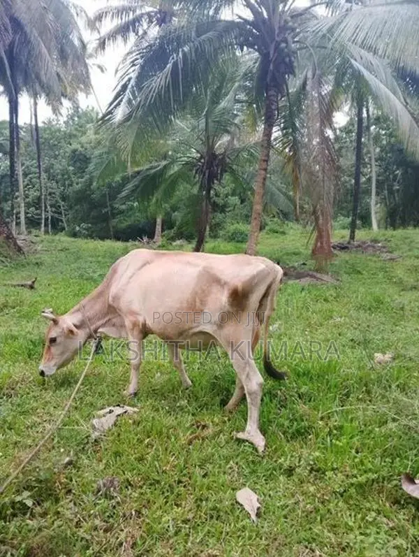 කිරි දොවන සතුන් සහ නෑම්බියන්
