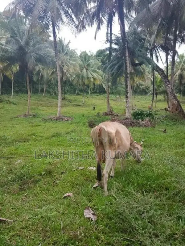 කිරි දොවන සතුන් සහ නෑම්බියන්