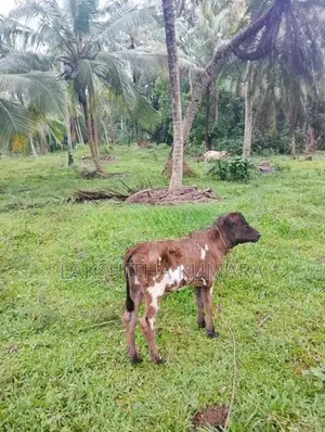 කිරි දොවන සතුන් සහ නෑම්බියන්