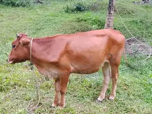 කිරි දොවන සතුන් සහ නෑම්බියන්