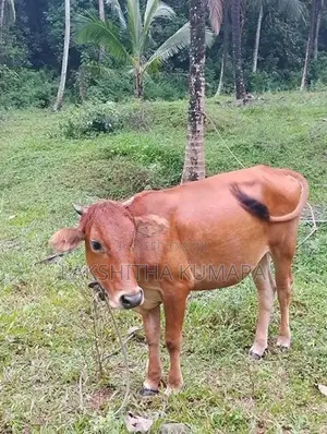 කිරි දොවන සතුන් සහ නෑම්බියන්