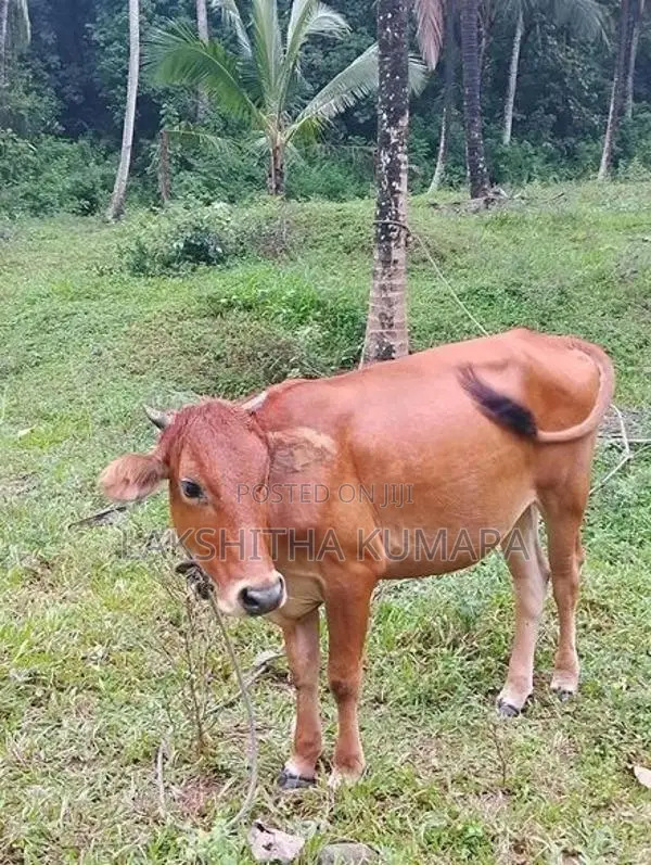 කිරි දොවන සතුන් සහ නෑම්බියන්