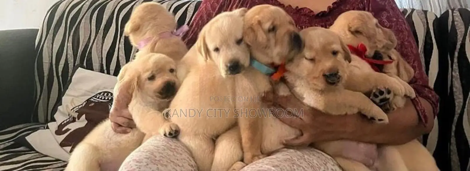 Labrador Retriever Puppies