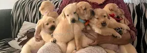 Labrador Retriever Puppies