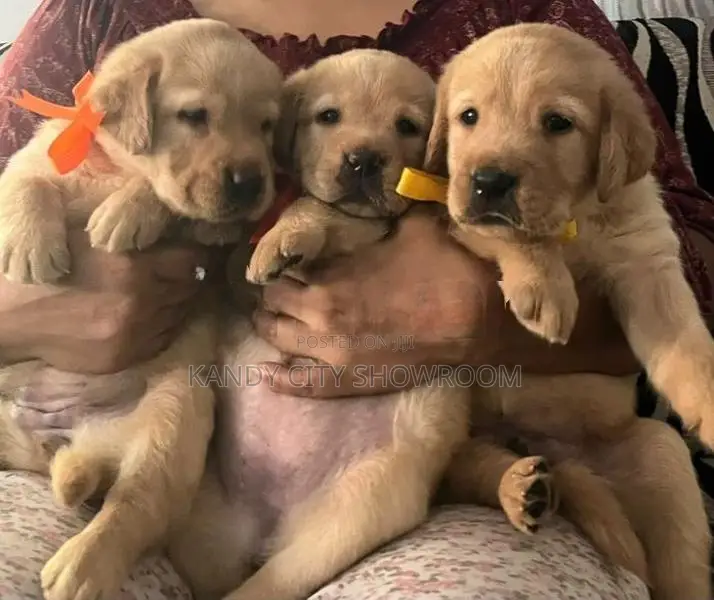 Labrador Retriever Puppies