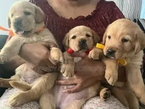 Labrador Retriever Puppies