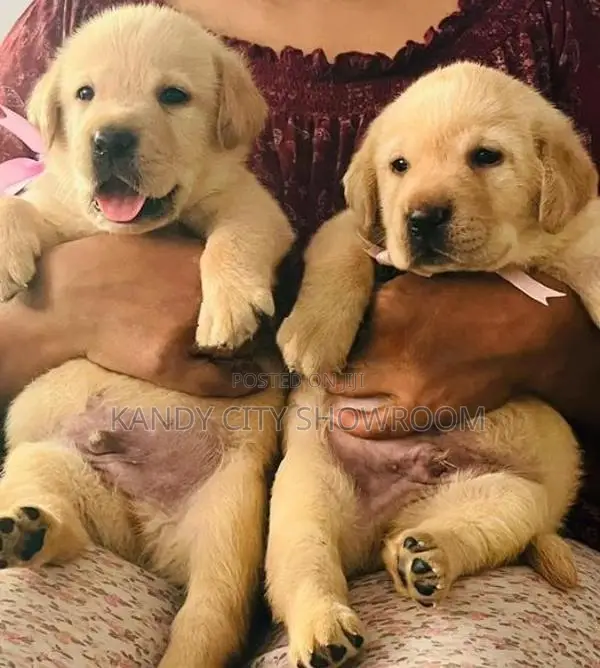 Labrador Retriever Puppies