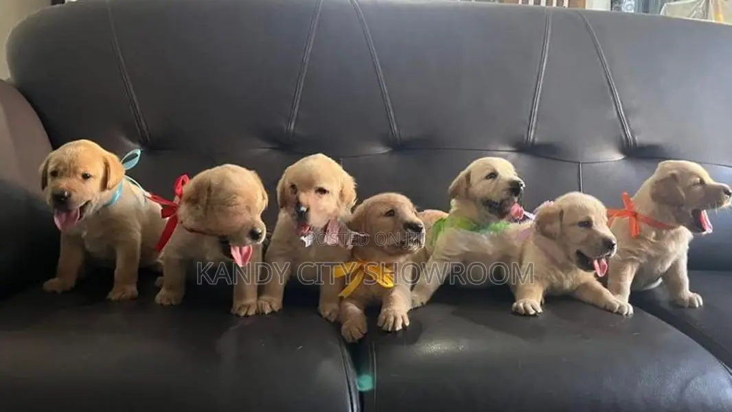 Labrador Retriever Puppies