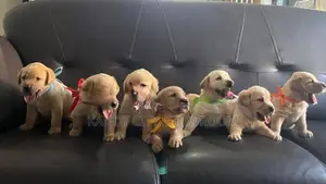 Labrador Retriever Puppies