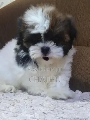 Shihitzhu Puppys
