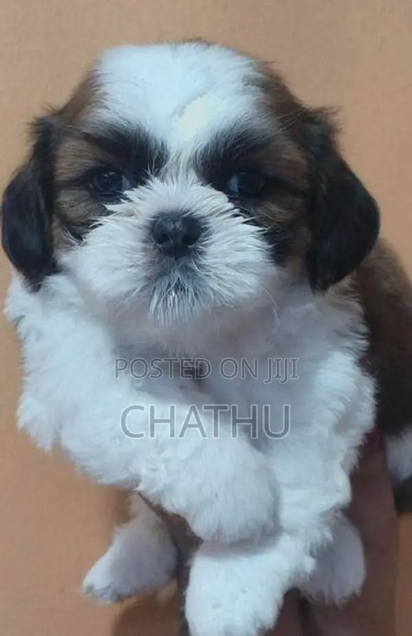 Shihitzhu Puppys