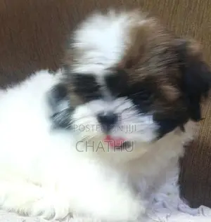 Shihitzhu Puppys