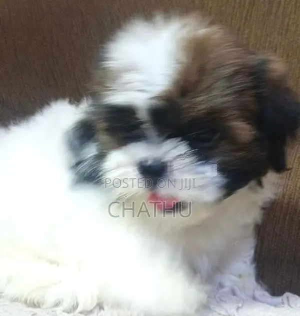 Shihitzhu Puppys
