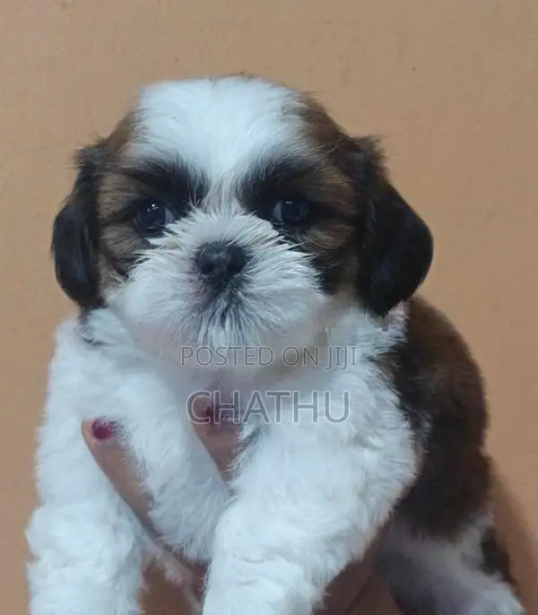 Shihitzhu Puppys