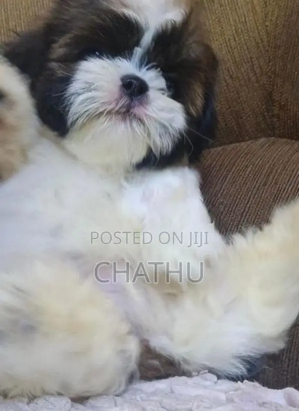 Shihitzhu Puppys