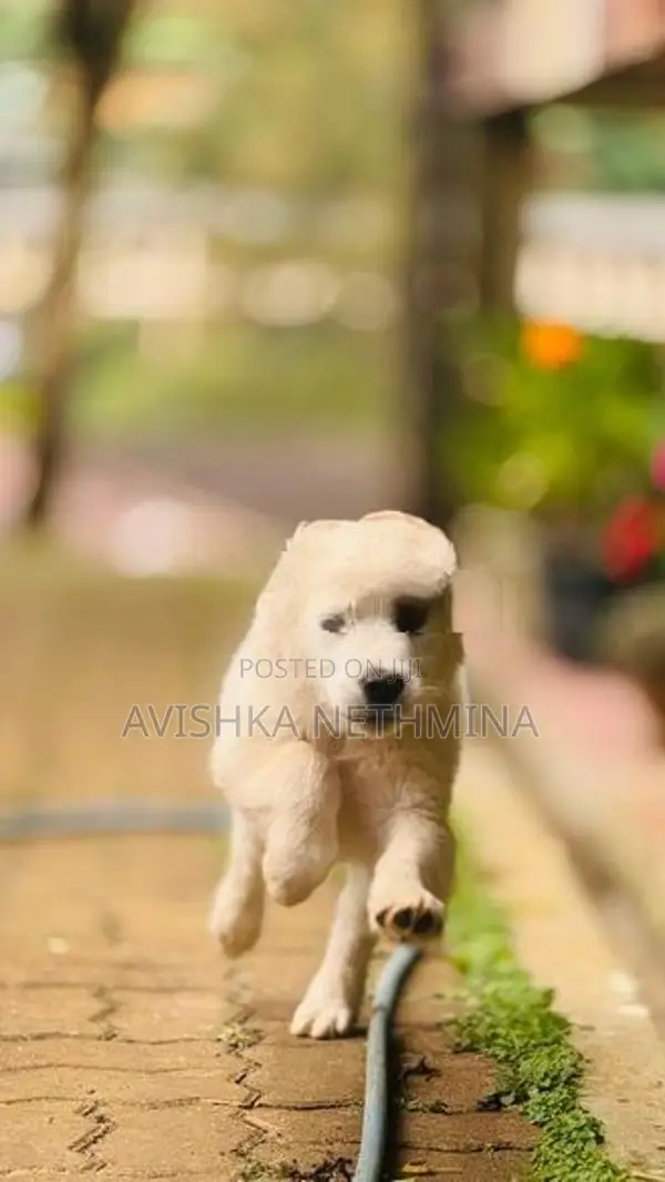 Golden Retriever Puppies