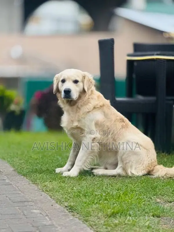 Golden Retriever Puppies