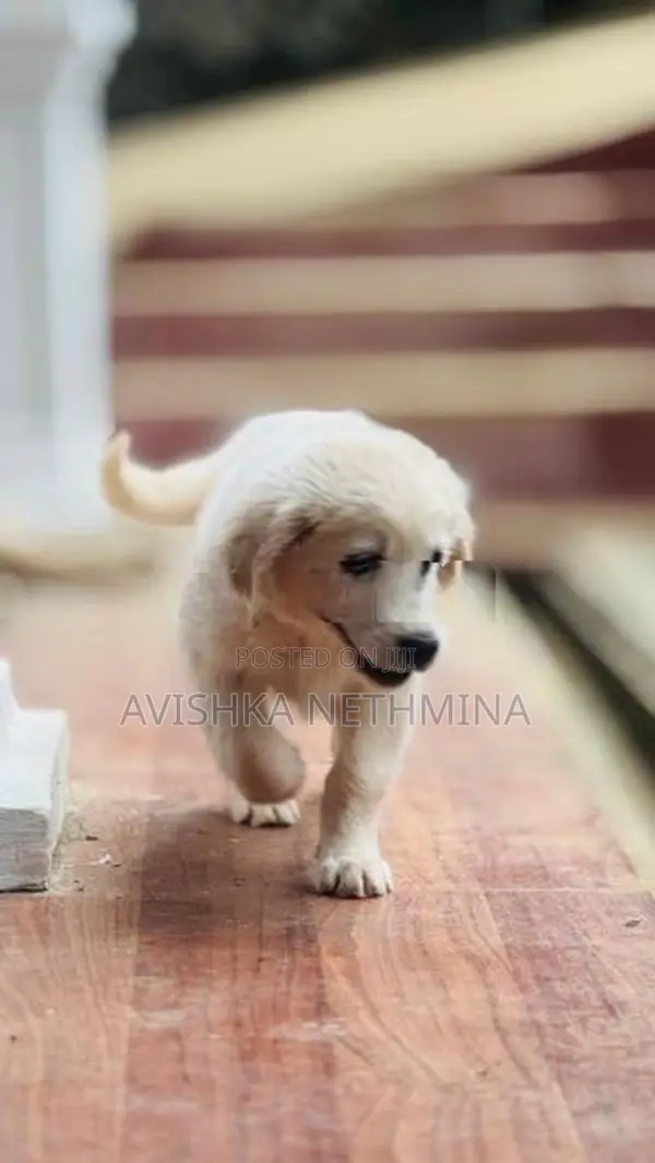 Golden Retriever Puppies