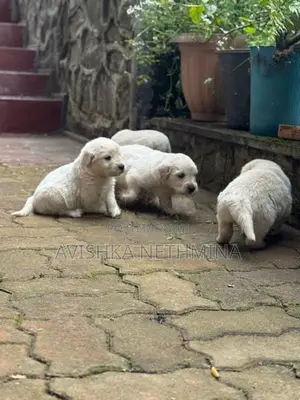 Golden Retriever Puppies