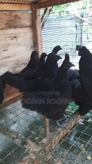 கருங்கோழி சேவல் பேடு