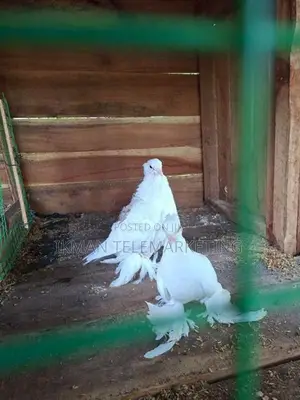 Pigeon