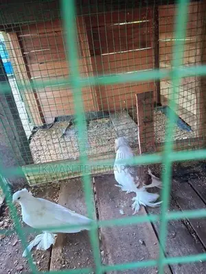Pigeon