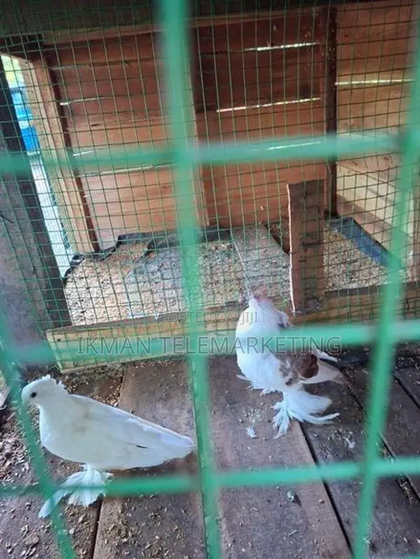 Pigeon