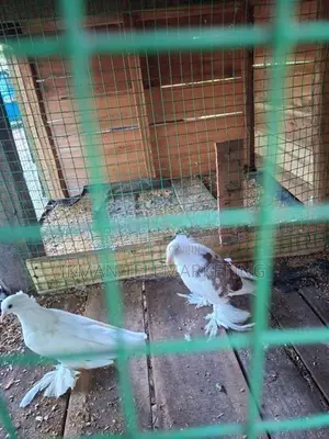 Pigeon