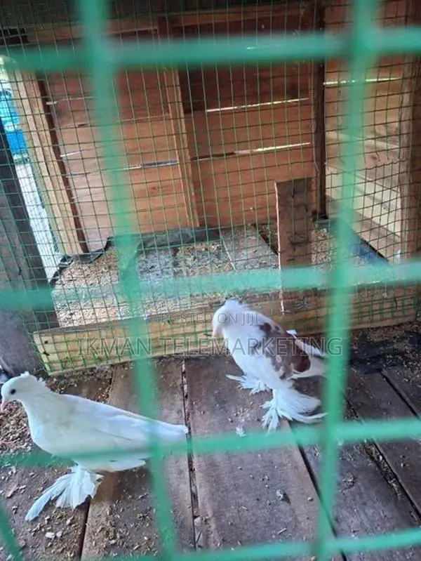 Pigeon