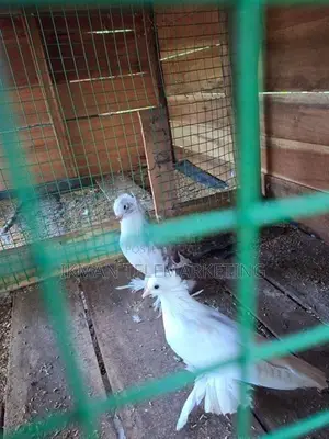 Pigeon