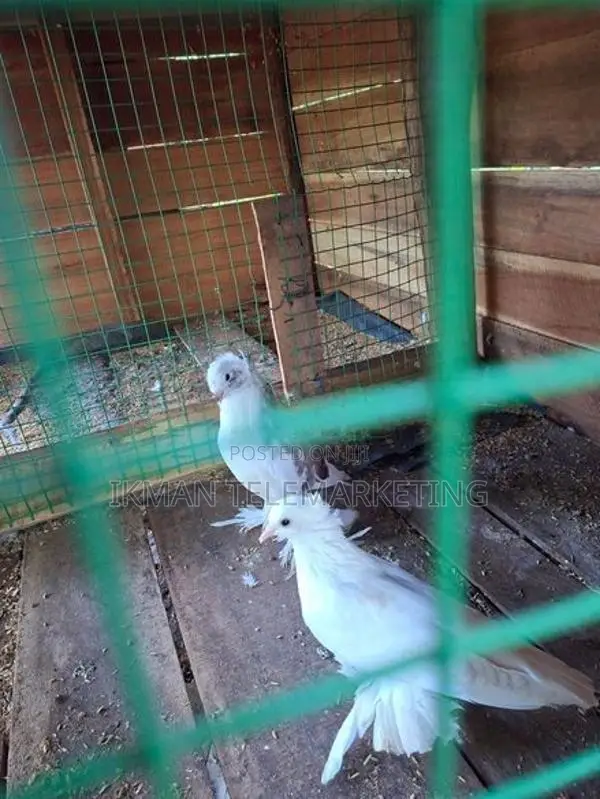Pigeon