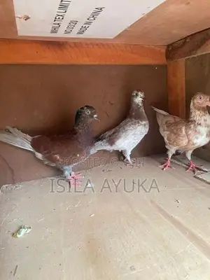 Pigeon