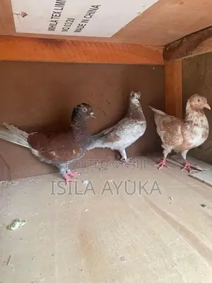 Pigeon