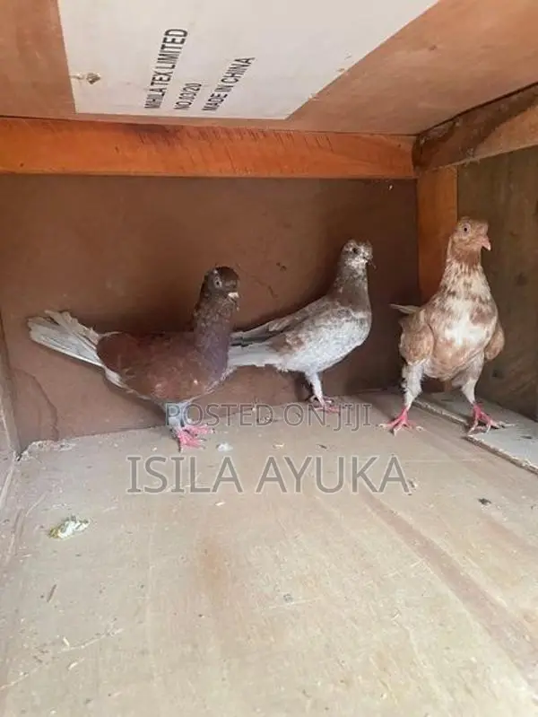 Pigeon