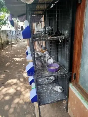 Pigeon Breeding Cage