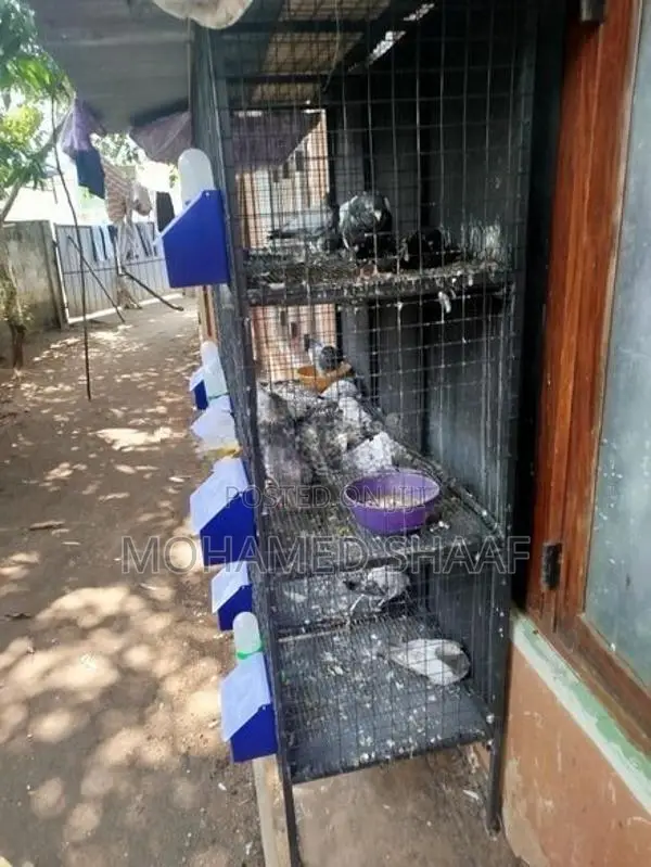 Pigeon Breeding Cage