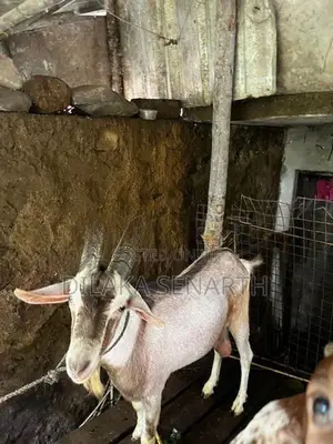 Alfine Male Goat