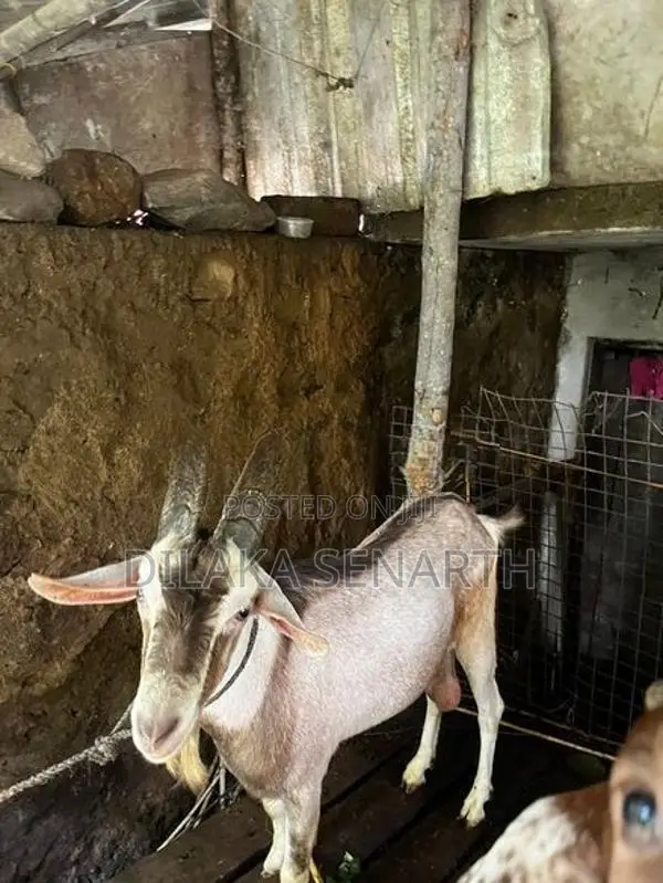 Alfine Male Goat