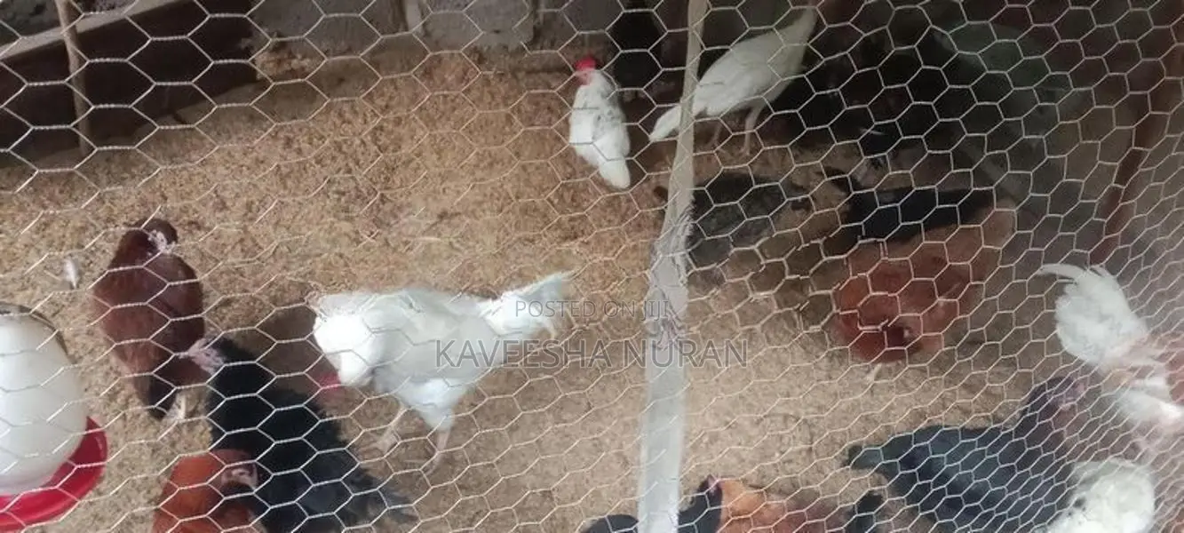 Country Chick