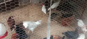 Country Chick