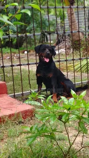 Rottweiler Female Dog